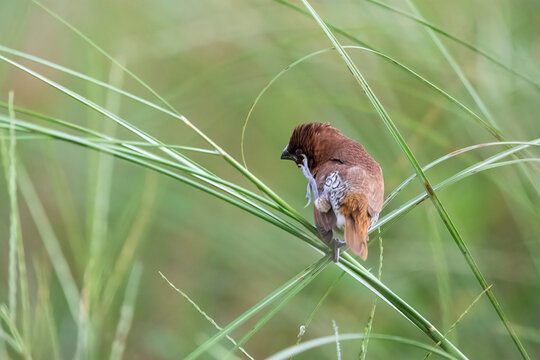 Scaly-breasted Munia, Manohara, Nepal.