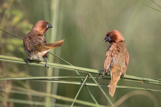 Scaly-breasted Munia, Manohara, Nepal.
