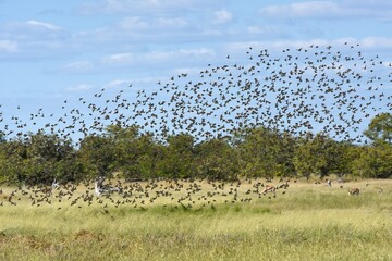 Blutschnabelwebervögel (quela quela) fliegen zum Wasserloch im Etoscha Nationalpark