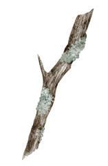 Branch with lichen painted in watercolor. Illustration of autumn dried twig with moss on isolated background. Drawing of forest plant for seasonal projects and nature decorations. Botanical art.