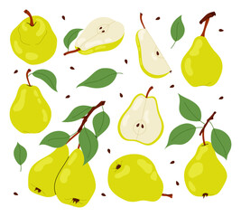 Set illustrations ripe pear. Whole, sliced ​​pear, half and green pear on branch with leaves on white background. Pears. 