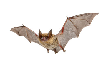 Obraz premium Flying Bat Isolated on Transparent Background