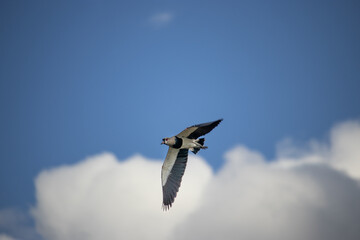 The southern lapwing or southern lapwing, also known as tetéu, téu-téu, teréu-teréu and terém-terém, is a bird of the order Charadriiformes, belonging to the family Charadriidae.
