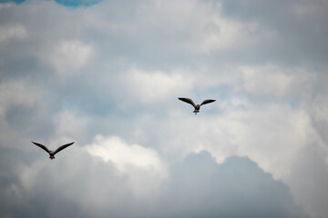 The southern lapwing or southern lapwing, also known as tetéu, téu-téu, teréu-teréu and terém-terém, is a bird of the order Charadriiformes, belonging to the family Charadriidae.
