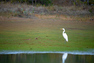 The great egret, also known simply as the white heron or grey heron, is a bird of the order...