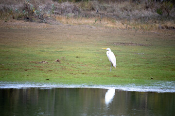 The great egret, also known simply as the white heron or grey heron, is a bird of the order...