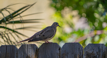 Mourning Dove Perched on a Wood Fence