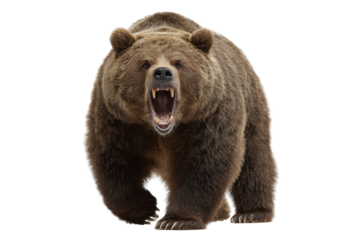 Roaring Brown Bear on Transparent Background