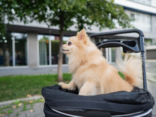 Cute spitz dog in pet stroller outdoors. 