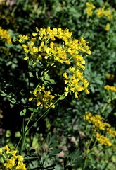 Fototapeta premium yellow flowers of ruta chalepensis plant