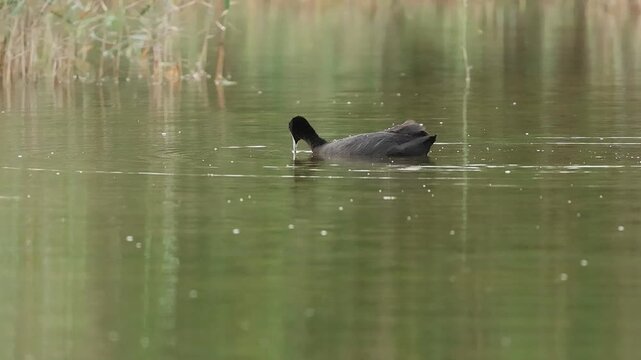 Focha cornuda Fulica cristata salpicando agua con su pico mientras come, Elche, Espa&ntilde;a	
