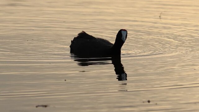Silueta de focha cornuda Fulica cristata  con reflejo en el agua y color dorado de la puesta de sol en el parque natural el Hondo, Espa&ntilde;a