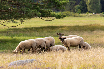 sheep grazing in nature Sweden