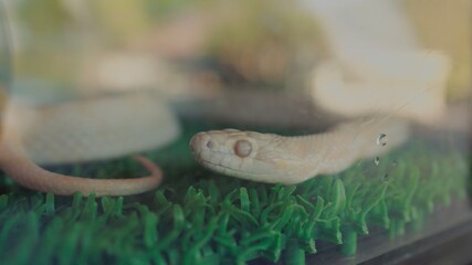 Albino python in glass terrarium on artificial grass, close-up indoors