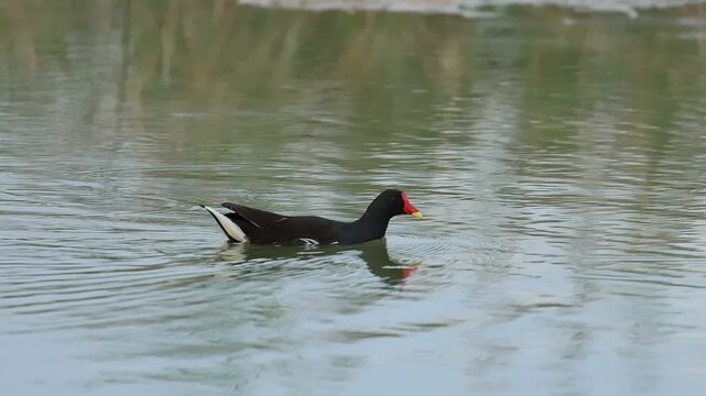 Polla de agua Gallinula chloropus nadando en la laguna del parque natural el Hondo, Espa&ntilde;a