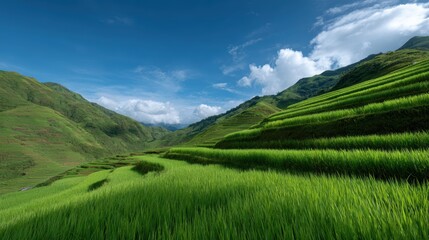 Obraz premium Lush green rice terraces cascading down hillsides under bright sunshine and a clear blue sky
