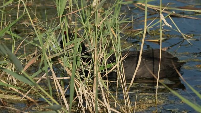 Focha cornuda Fulica cristata comiendo tras los juncos en el humedal del parque natural el Hondo, Espa&ntilde;a