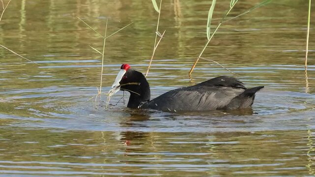 Primer plano de focha cornuda Fulica cristata sacudiendo su cabeza y salpicando agua mientras come, Elche, Espa&ntilde;a