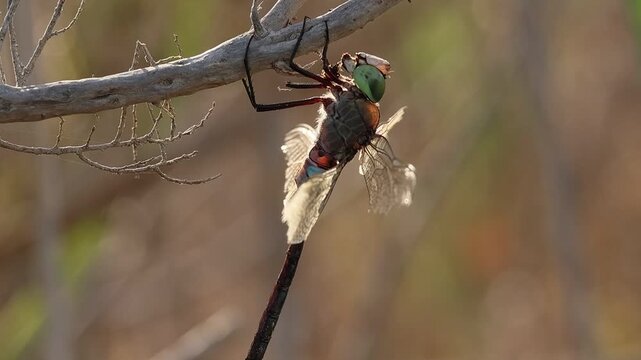 Lib&eacute;lula emperador Anax imperator a contraluz moviendo su mandibula mientras come en el parque natural el Hondo, Espa&ntilde;a