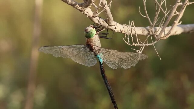 Lib&eacute;lula emperador Anax imperator posada en una rama y comiendo una presa en el parque natural el Hondo, Espa&ntilde;a