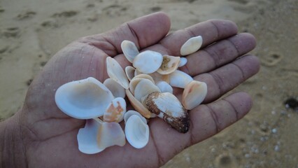 A human hand holding a collection of small sea shells on a sandy beach during sunset. Captured in Ninthavur, Ampara, Sri Lanka, on 10th May 2025.