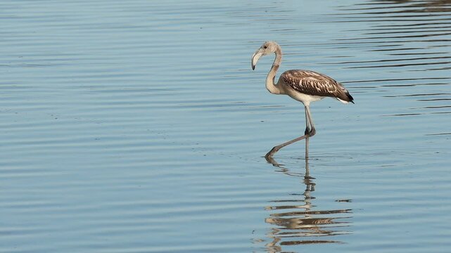 Flamenco juvenil Phoenicopterus roseus camina sobre el agua del parque natural el Hondo dando la espalda a c&aacute;mara, Espa&ntilde;a