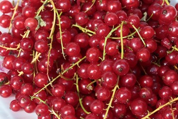 sour,red currants close up as tasty berries