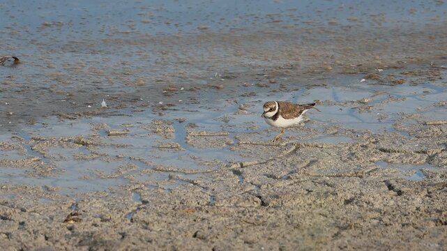 Chorlitejo chico Charadrius dubius golpea el suelo para conseguir comida en el parque natural el Hondo, Espa&ntilde;a