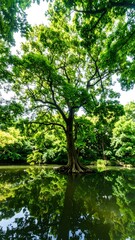 Fototapeta premium Lush green tree reflecting in still pond
