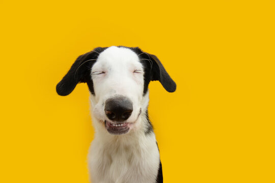 Portrait happy puppy dog smiling with closed eyes. Isolated on yellow backgorund on summer or spring season