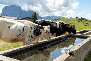 Pair of dairy cows resting and drinking water on a mountain farm.