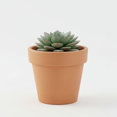 Single Green Succulent in Terracotta Pot Against White Background Still Life