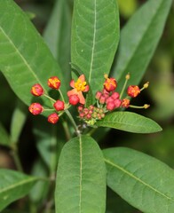 green foliage and red flowers of ASclepias currasavica bush,Asclepiadaceae Family