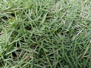 Zoysia matrella grass. A fine-textured, warm-season grass commonly used for lawns, sports fields, and landscaping.