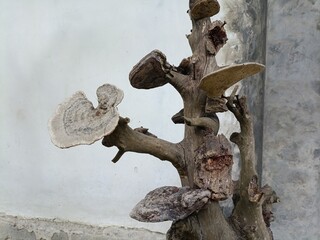 A unique wooden decoration made from taproots, shaped like a bonsai, with the addition of dried wood mushroom ornaments. Suitable for interior or outdoor decoration