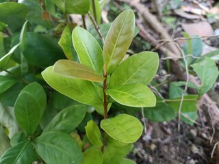 Young Clerodendrum speciosissimum without flowers, a tropical houseplant admired for its bright red flowers and lush green foliage