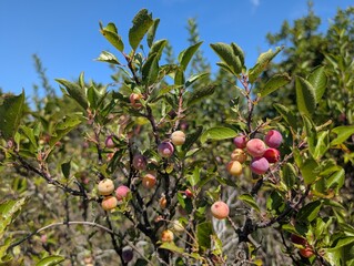 Closeup op beach plums in Sandy Hook, New Jersey - August 2025