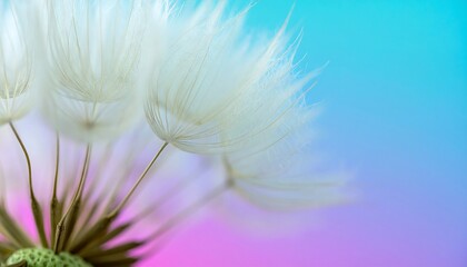 Abstract dandelion seed head against a vibrant colorful gradient background creating softness and