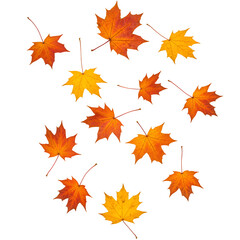 Fototapeta premium Falling autumn maple leaves isolated on white or transparent background. PNG