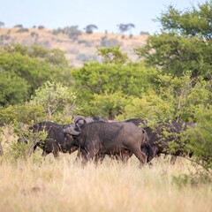 Obraz premium A herd of wildebeest grazing in a grassy savanna with lush green trees and a hilly landscape in the background.