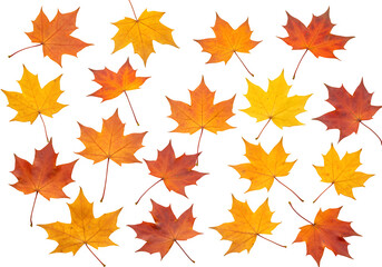 Falling autumn maple leaves isolated on white or transparent background. PNG