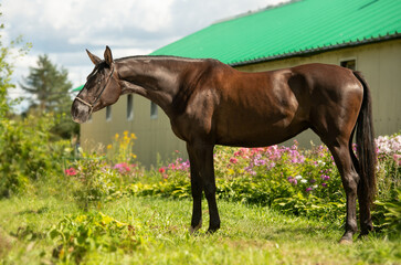exterior of  of beautiful sportive black mare posing in stable yard.  summer sunny morning