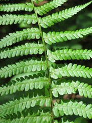 green fern leaves background in the forest