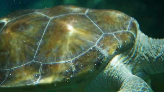 Underwater Turtle Shell Close-Up - A detailed close-up shot of a sea turtle's shell underwater. Sunlight reflects off the textured surface, highlighting the intricate pattern of the scutes.