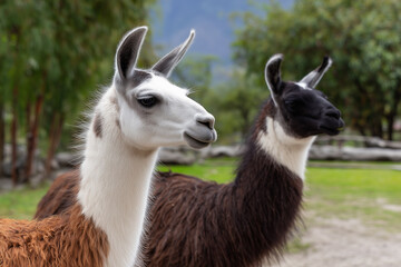 Obraz premium Llamas standing in a green field against a blurred background