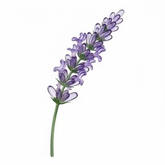 Obraz premium Flower lavender sprig with delicate purple blooms for aromatherapy or botanical designs and inviting fragrance isolated on white background
