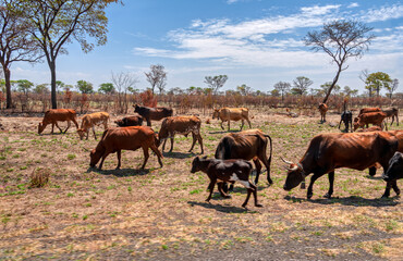 Obraz premium african village cattle on the pasture grazing near the bush acacia trees , sunny day