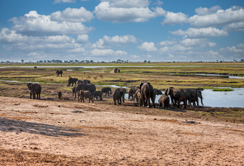 herd of african elephants in Okavango Delta at the water hole, in Botswana.