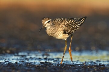 Wood sandpiper Tringa glareola bird rain water in pond wetland wading shorebirds waders young...