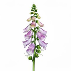 Obraz premium digitalis flower illustration with delicate lilac blooms and intricate spotted details for botanical designs isolated on white background